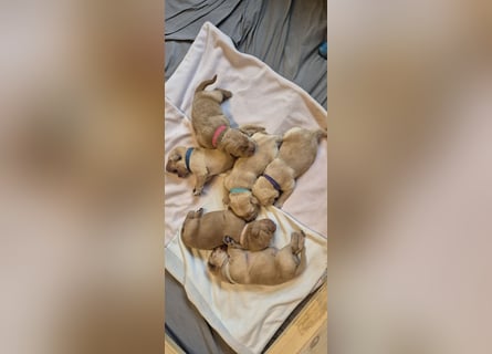 Wurfankündigung Labrador-Welpen mit Ahnentafel