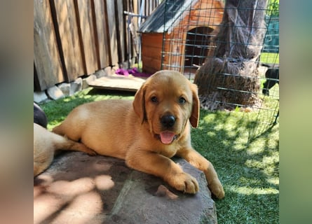 Zuckersüße Labrador Welpen schwarz und foxred mit Ahnentafel und EU Impfbuch