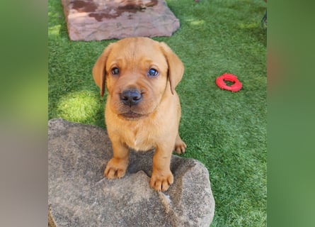 Zuckersüße Labrador Welpen schwarz und foxred mit Ahnentafel und EU Impfbuch