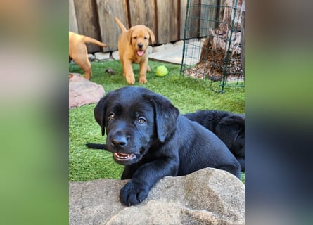 Zuckersüße Labrador Welpen schwarz und foxred mit Ahnentafel und EU Impfbuch