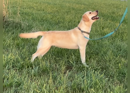 Labrador Retriever Hündin (1 Jahr) aus Spitzenverpaarung (FCI - VDH Papiere)