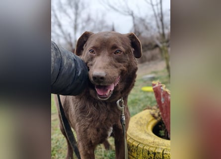 Toni - Labrador Schoko sucht sein Zuhause