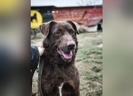 Toni - Labrador Schoko sucht sein Zuhause
