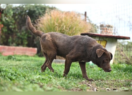 Toni - Labrador Schoko sucht sein Zuhause