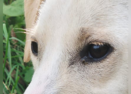 Lea – blonde Labradorretrivermischlingshündin