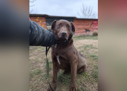 Toni - Labrador Schoko sucht sein Zuhause