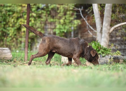 Toni - Labrador Schoko sucht sein Zuhause