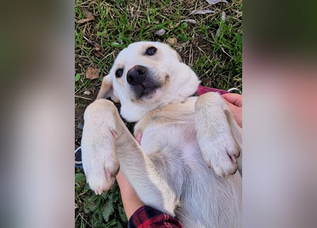 Lea – blonde Labradorretrivermischlingshündin