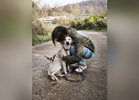 Lea – blonde Labradorretrivermischlingshündin