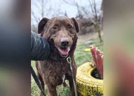 Toni - Labrador Schoko sucht sein Zuhause