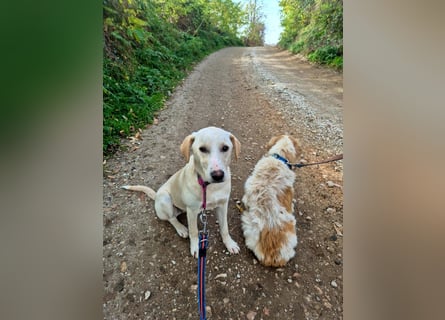 Lea – blonde Labradorretrivermischlingshündin