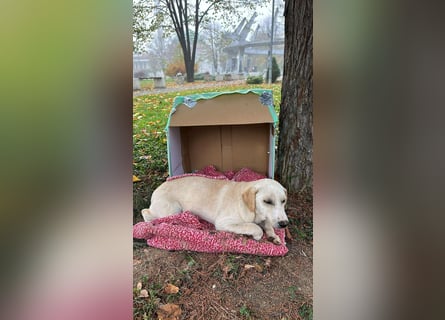 Lea – blonde Labradorretrivermischlingshündin