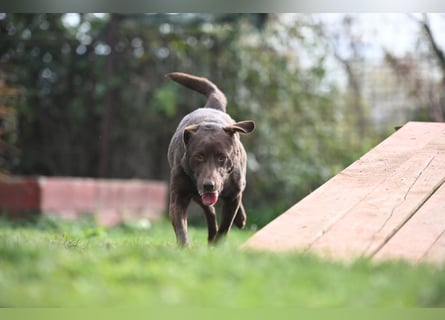 Toni - Labrador Schoko sucht sein Zuhause
