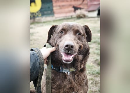 Toni - Labrador Schoko sucht sein Zuhause