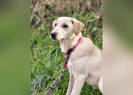 Lea – blonde Labradorretrivermischlingshündin
