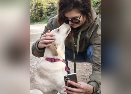 Lea – blonde Labradorretrivermischlingshündin