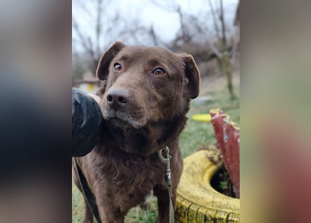 Toni - Labrador Schoko sucht sein Zuhause