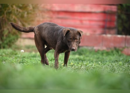 Toni - Labrador Schoko sucht sein Zuhause