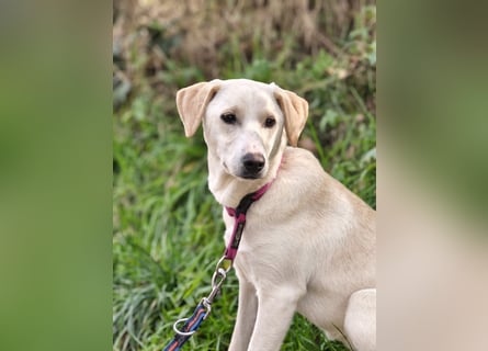 Lea – blonde Labradorretrivermischlingshündin