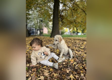 Lea – blonde Labradorretrivermischlingshündin