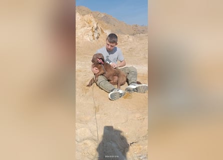 Toni - Labrador Schoko sucht sein Zuhause