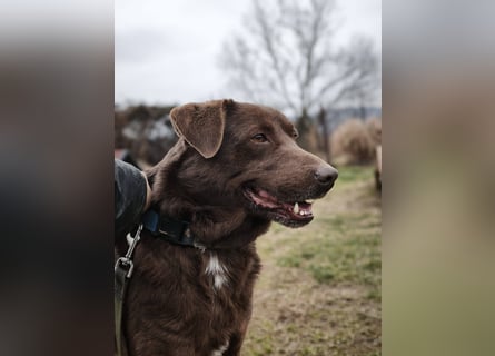 Toni - Labrador Schoko sucht sein Zuhause