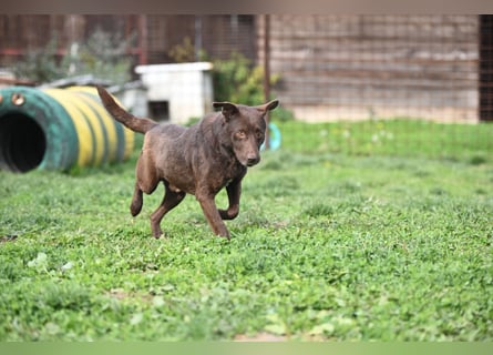 Toni - Labrador Schoko sucht sein Zuhause