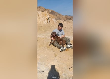 Toni - Labrador Schoko sucht sein Zuhause