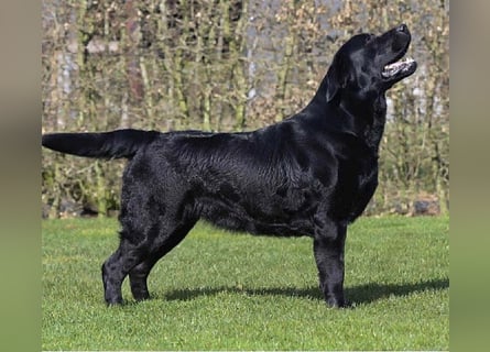 Labrador Welpen schwarz
