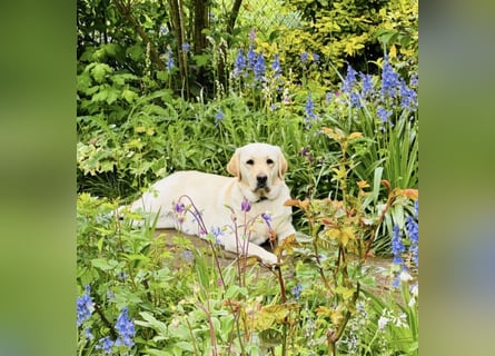 Labrador Welpen in gelb Hündin und Rüde