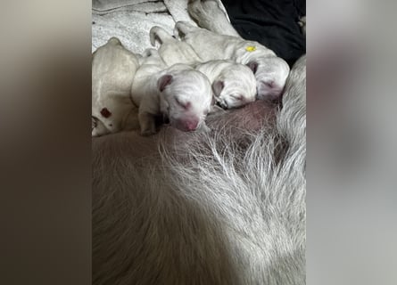 Labrador Welpen in gelb Hündin und Rüde