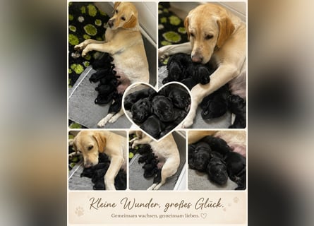 Labrador Welpen schwarz