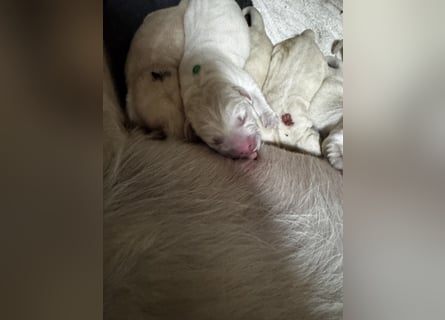 Labrador Welpen in gelb Hündin und Rüde