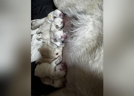 Labrador Welpen in gelb Hündin und Rüde