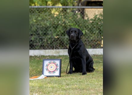 Labrador Welpen schwarz