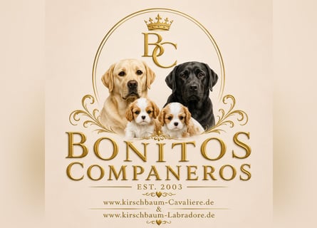 Labrador Welpen schwarz