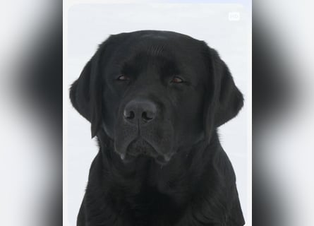 Labrador Welpen schwarz