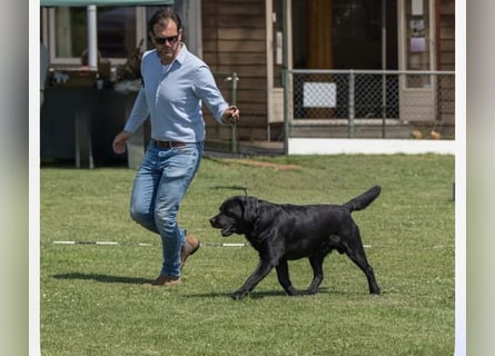 Labrador Welpen schwarz