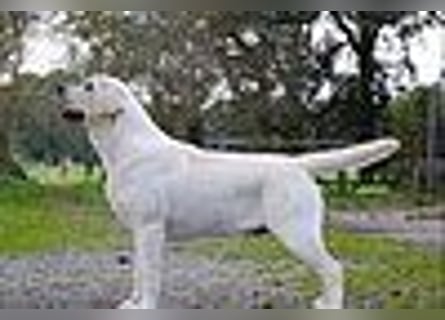 Labrador Welpen in gelb Hündin und Rüde