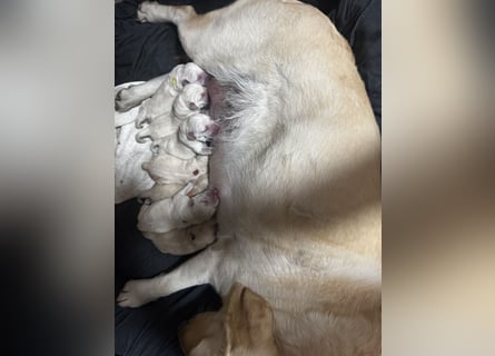 Labrador Welpen in gelb Hündin und Rüde