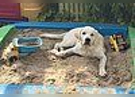 Labrador Welpen in gelb Hündin und Rüde