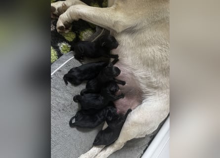 Labrador Welpen schwarz