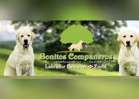 Labrador Welpen in gelb Hündin und Rüde