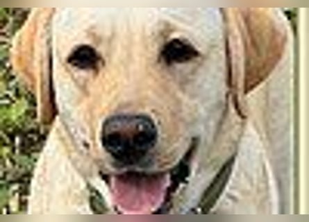 Labrador Welpen in gelb Hündin und Rüde