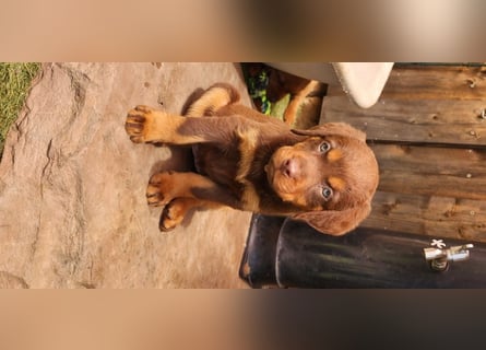 Zuckersüße Labrador WELPEN schwarz und foxred mit Ahnentafel und EU Impfbuch