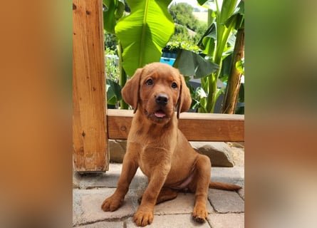 Labrador Hündin, Welpe foxred mit Ahnentafel und EU Impfbuch