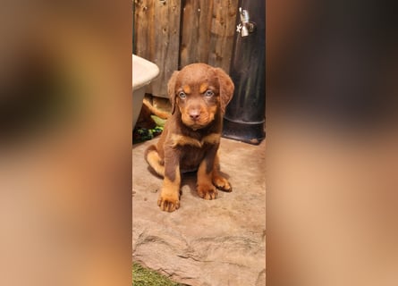 Labrador Hündin, Welpe schwarz und braun/tan mit Ahnentafel und EU Impfbuch