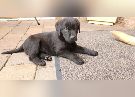 Labrador Hündin, Welpe foxred mit Ahnentafel und EU Impfbuch