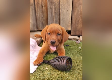 Labrador Hündin, Welpe foxred mit Ahnentafel und EU Impfbuch