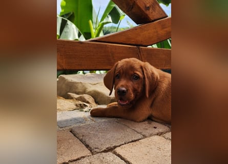 Labrador Hündin, Welpe foxred mit Ahnentafel und EU Impfbuch